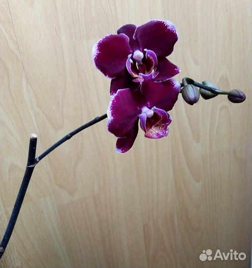 Орхидея фаленопсис Монпелье