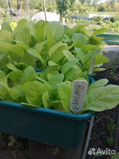 Рассада табака