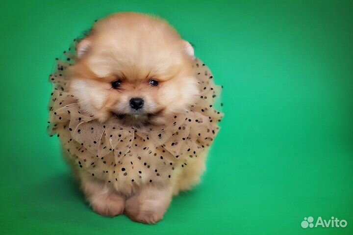 Померанский шпиц