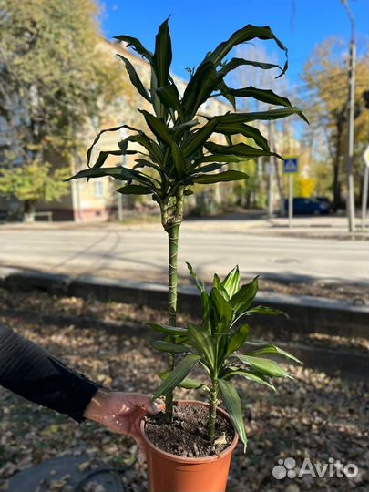 Драцена сортовой