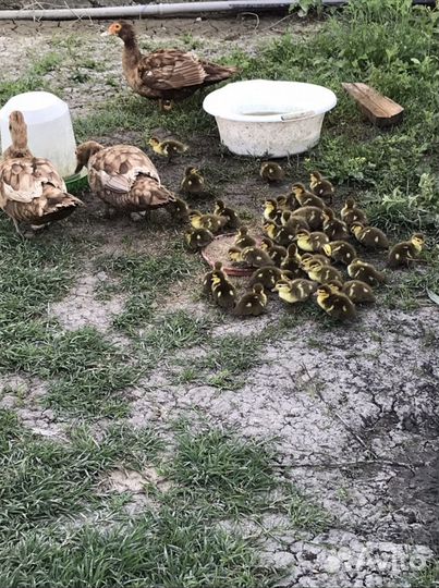 Утята индоутки