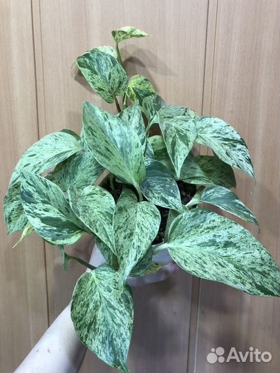 Сциндапсус эпипремнум