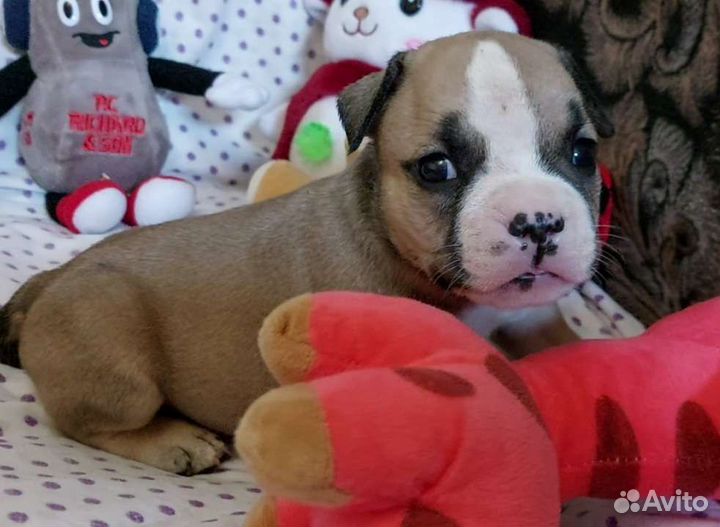 Американский булли