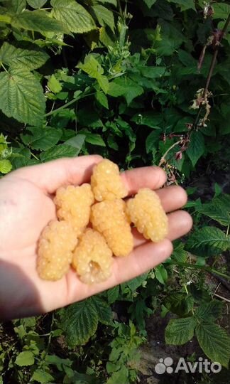 Кусты малины ремонтантной 