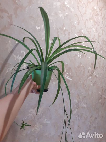 Хлорофитум