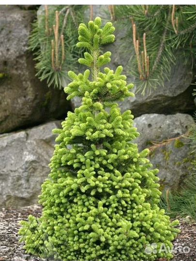 Ель Эмсланд