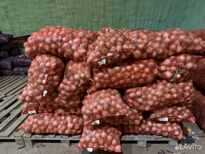 Продаю лук белый