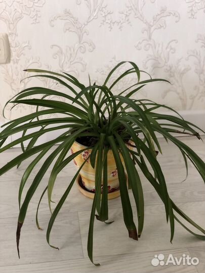 Хлорофитум