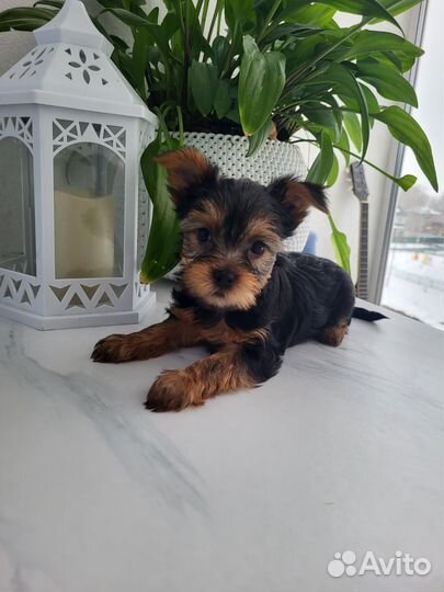 Йоркширский терьер