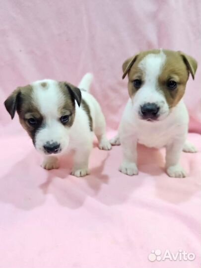 Очаровашки джек рассел терьер