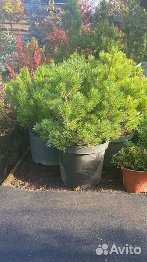 Сосна горная