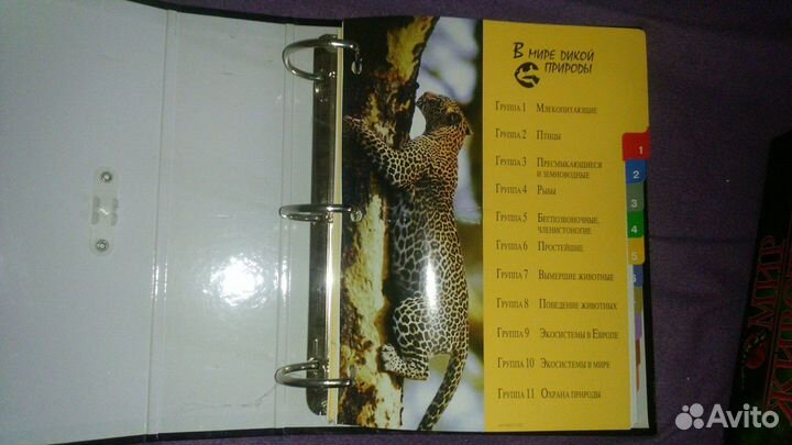 В мире дикой природы