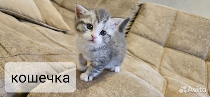 Шотландские котята