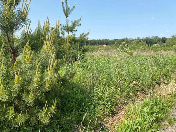 Участок 10 сот. (ИЖС)