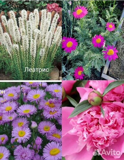 Многолетние садовые цветы