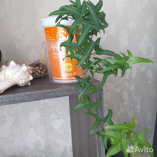 Плющ звездочка