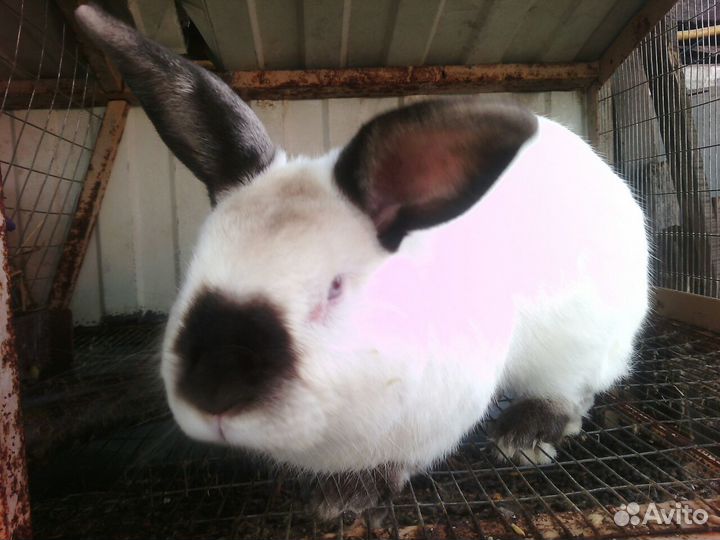 Кролики Калифорнийцы