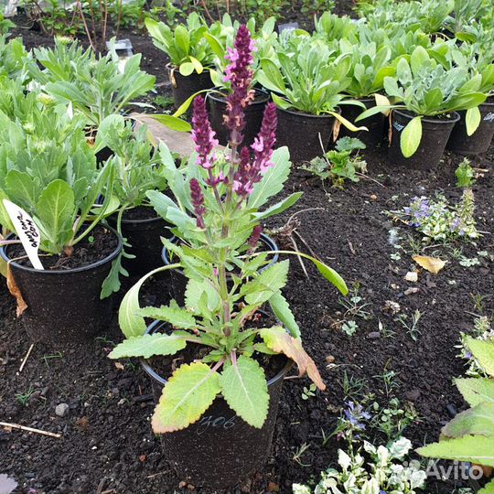 Шалфей многолетний цветок