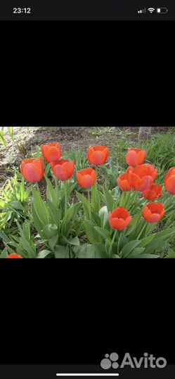 Цветы с доставкой