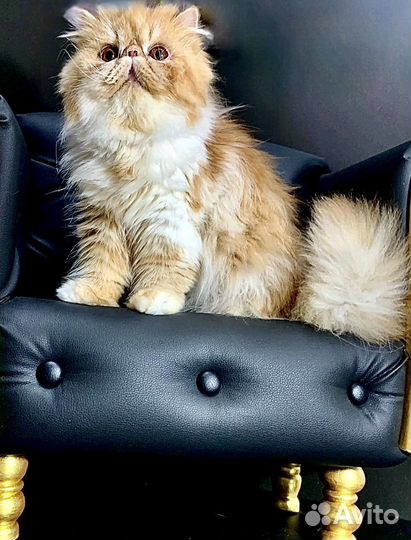 Персидская кошечка