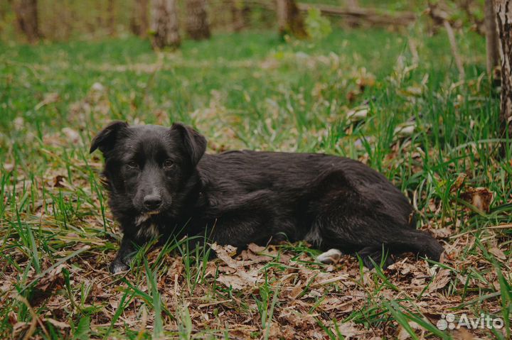 Робость и тепло