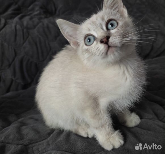 Британские котята
