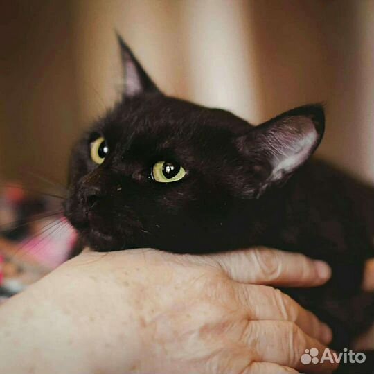 Яша ищет дом