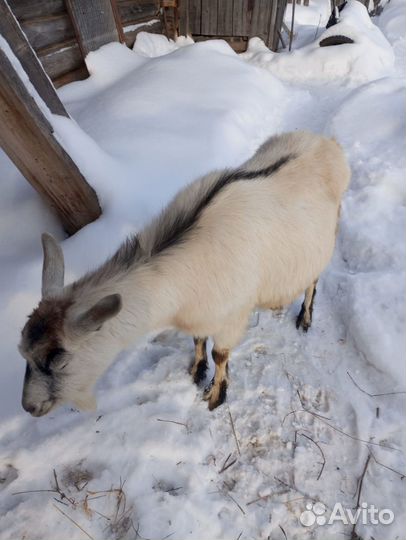 Козы и козел