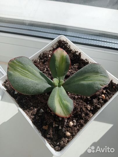 Крассула Блю Берд медиовариегатная