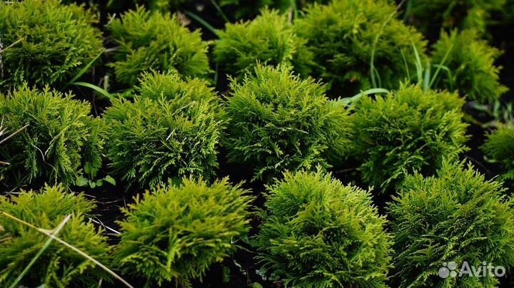 Туя западная