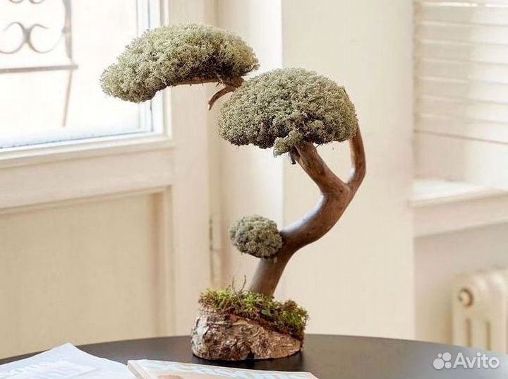 Дерево бонсай из цетрарии ручная работа