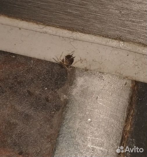 Новая формула Средство от тараканов