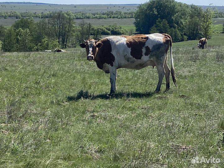 Молочная порода крс