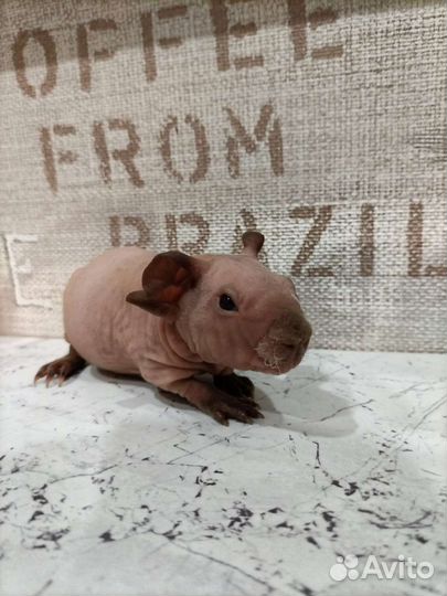 Морская свинка Скинни Калифорния