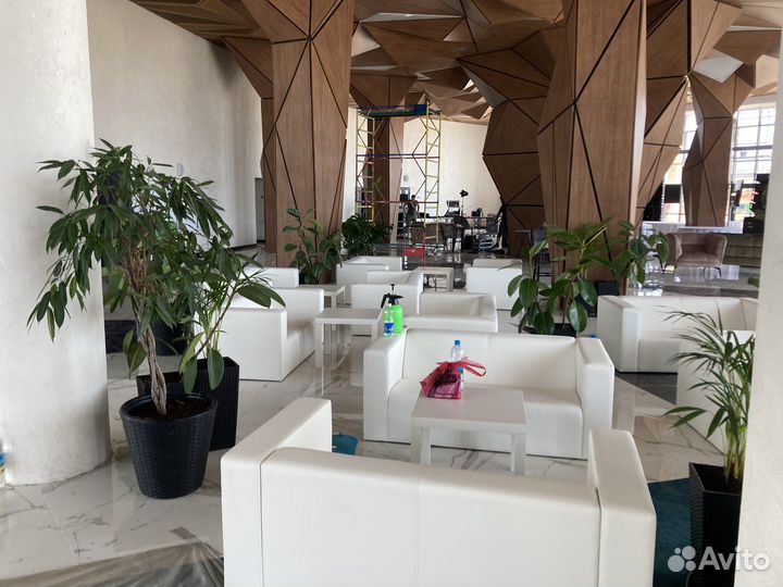 Комнатные растения в аренду