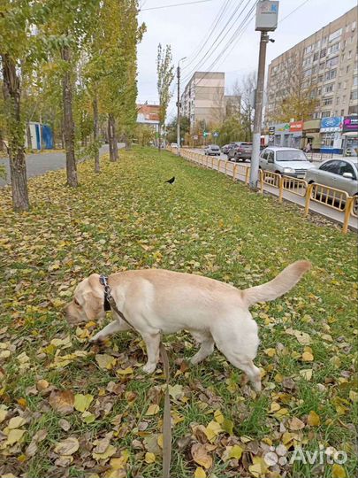 Вязка Лабрадор мальчик