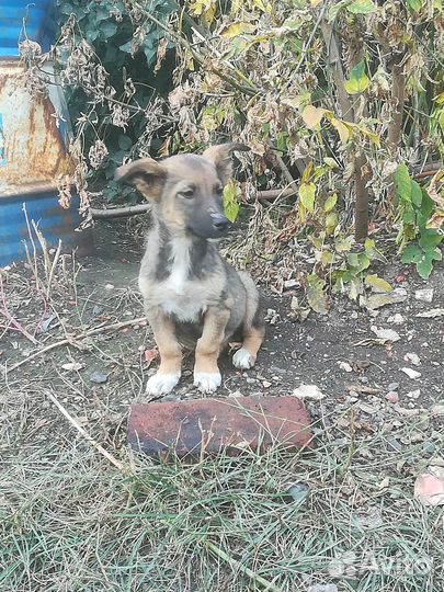 Щенок девочка