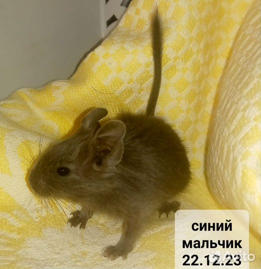 Цветные белки дегу