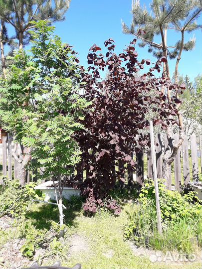 Орех Фундук Лещина сортовой садовый краснолистный