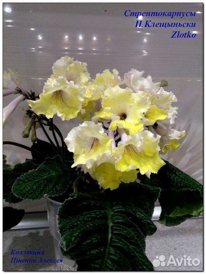 Стрептокарпус Zlotco