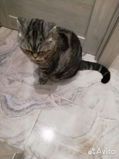 Кошка