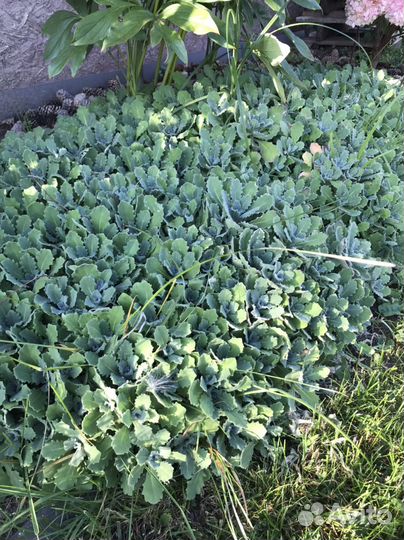 Арабис - почвопокровное