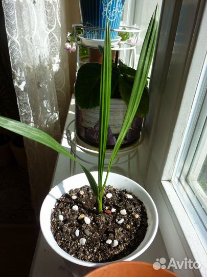 Финиковая пальма