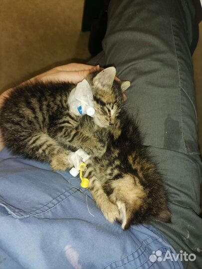 Ветеринарный врач на дом и в клинике