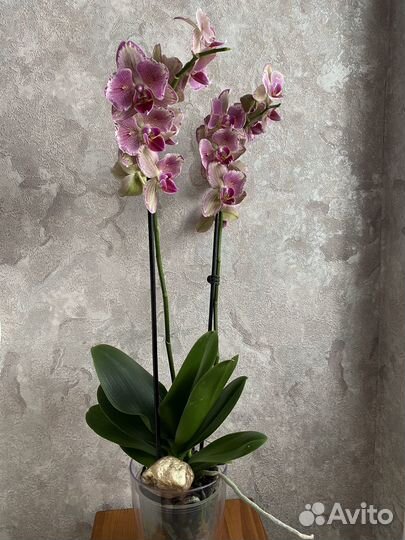 Орхидея фаленопсис бабочка