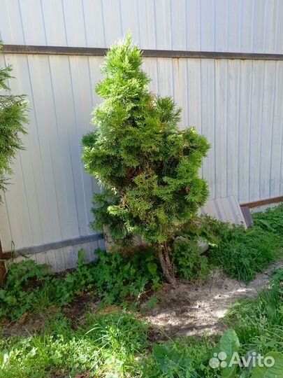 Туя смагард