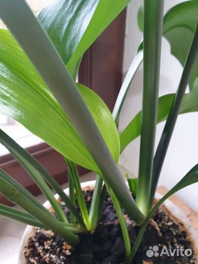 Эухарис амазонская лилия