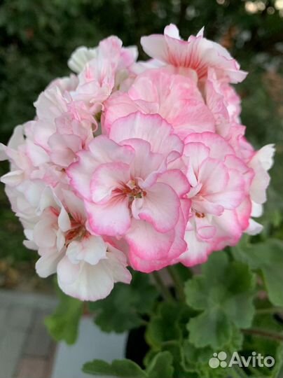 Пеларгония герань