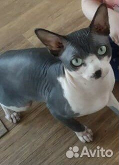 Канадский сфинкс