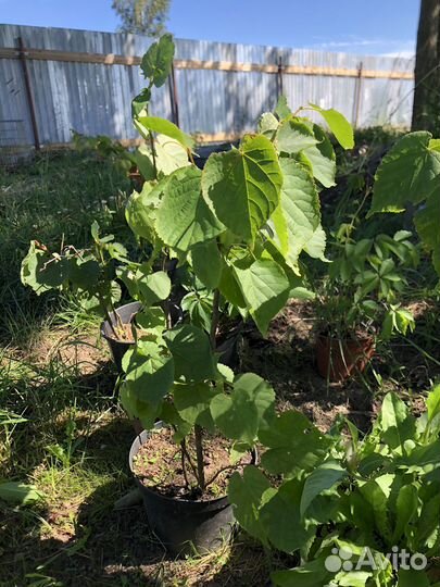 Липа молодой саженец